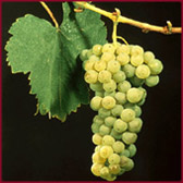 Foto di vitigno dal nome Malvasia