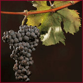 Foto di vitigno dal nome Pignolo
