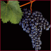 Foto di vitigno dal nome Refosco dal peduncolo rosso
