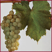 Foto di vitigno dal nome Ribolla gialla