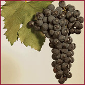 Foto di vitigno dal nome Ribolla nera