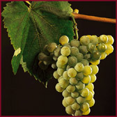 Foto di vitigno dal nome Verduzzo